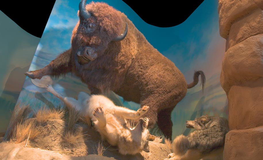 life-size bison being attached by a band of coyote